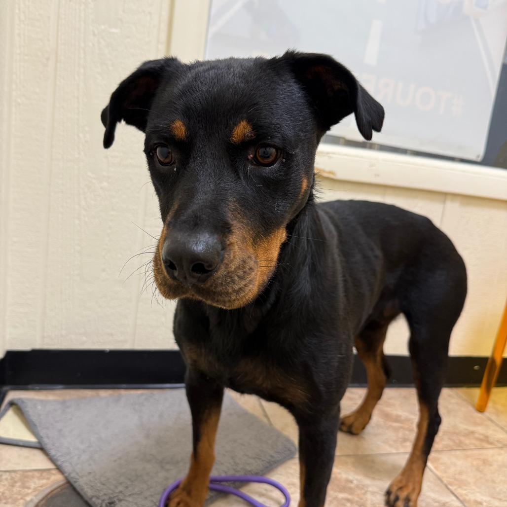 Nola, Adoptable, Young Female Rottweiler.