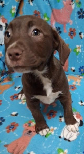 Enlarge Stella, a ADOPTABLE Mixed Breed in Miller Beach, IN image 1/1