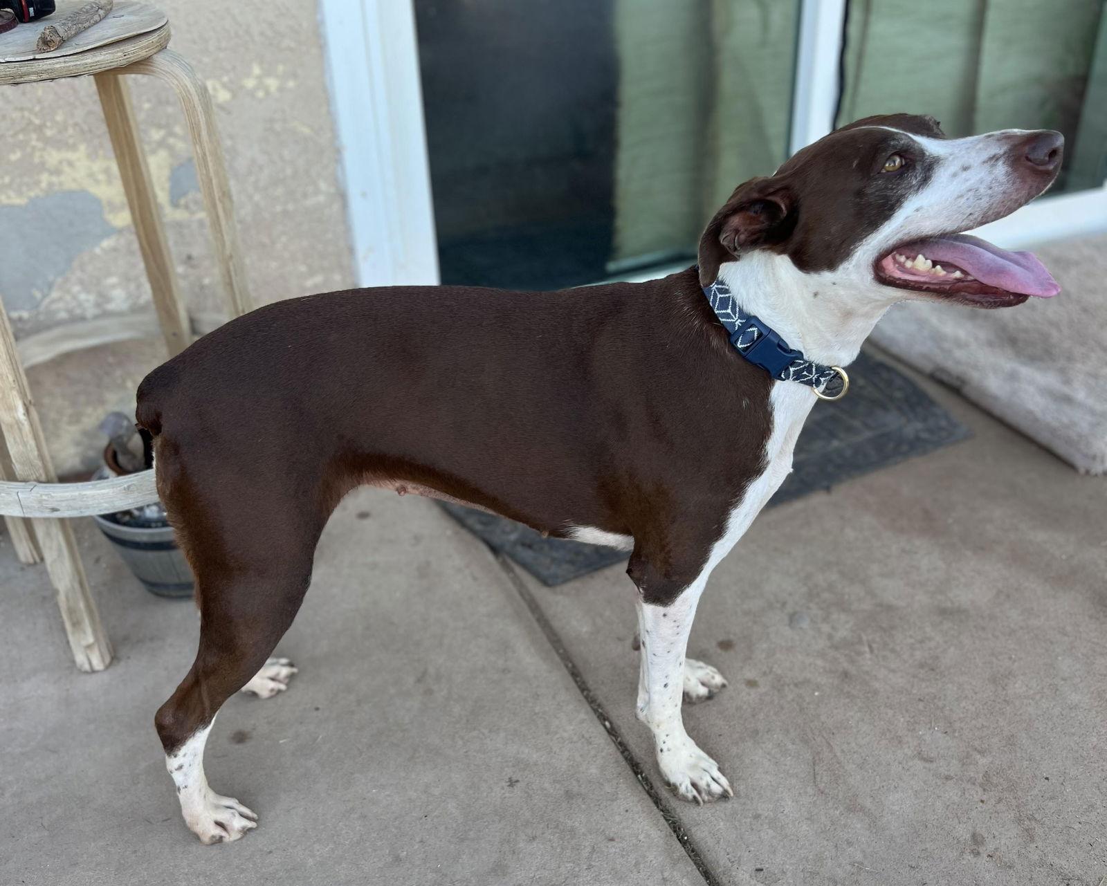 Annabelle - Courtesy Post, Adoptable, Young Female German Shorthaired Pointer.
