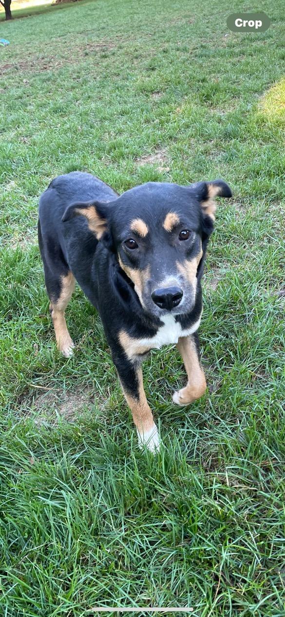 Enlarge Poppy, a Adoptable Mixed Breed in Lincoln University, PA image 1/2