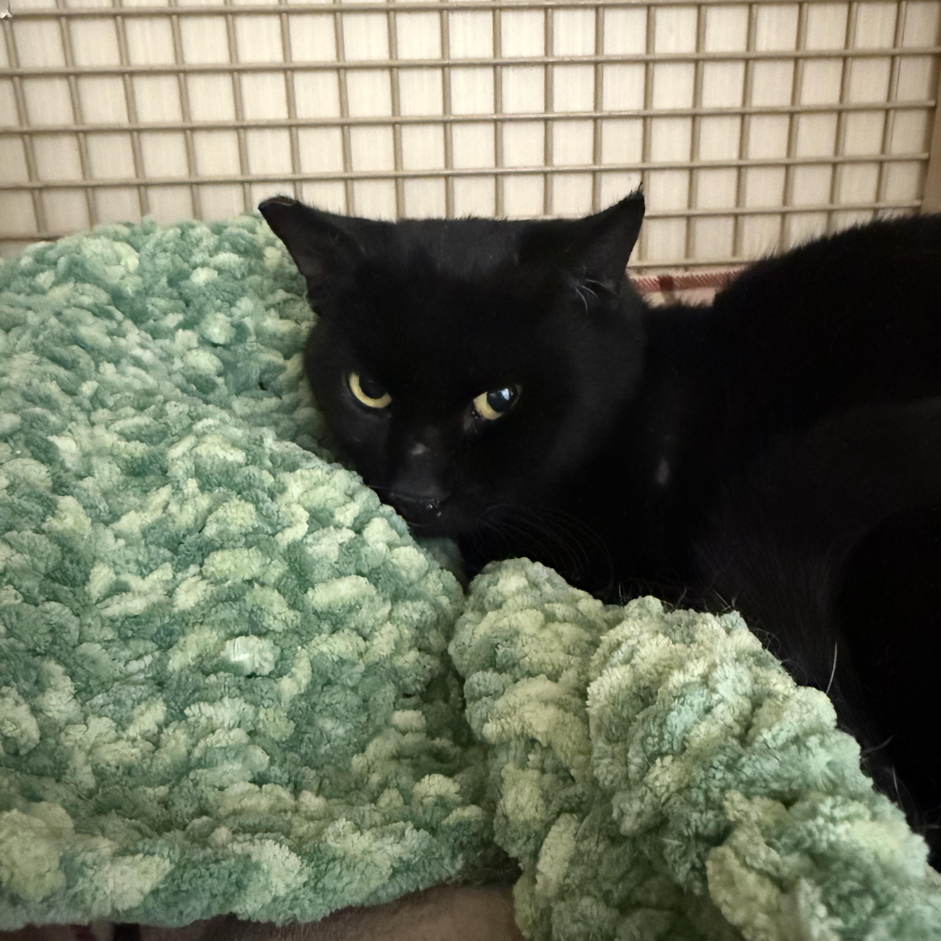 Goldilocks (male), ADOPTABLE, Adult Male Burmese.