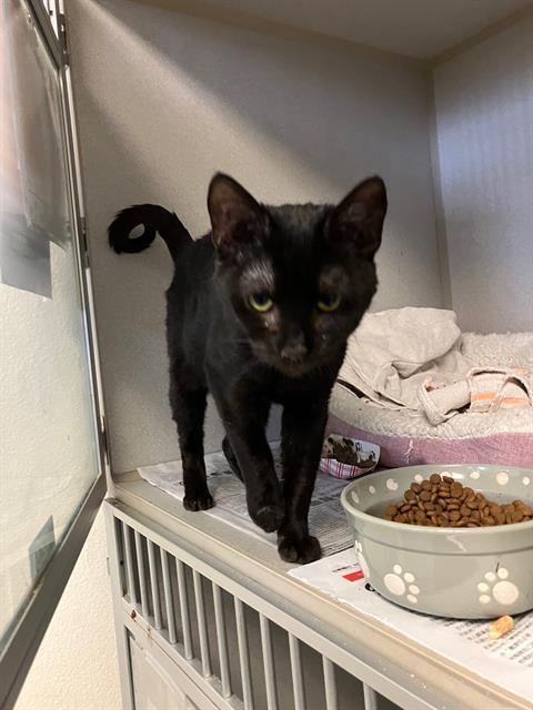 DOOLEY, Adoptable, Young Female Domestic Short Hair.