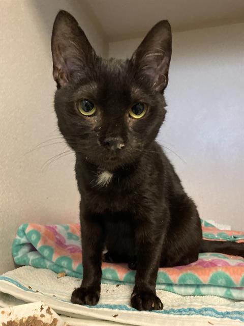 DOOLEY, a Adoptable Domestic Short Hair in Long Beach, CA image 3/3