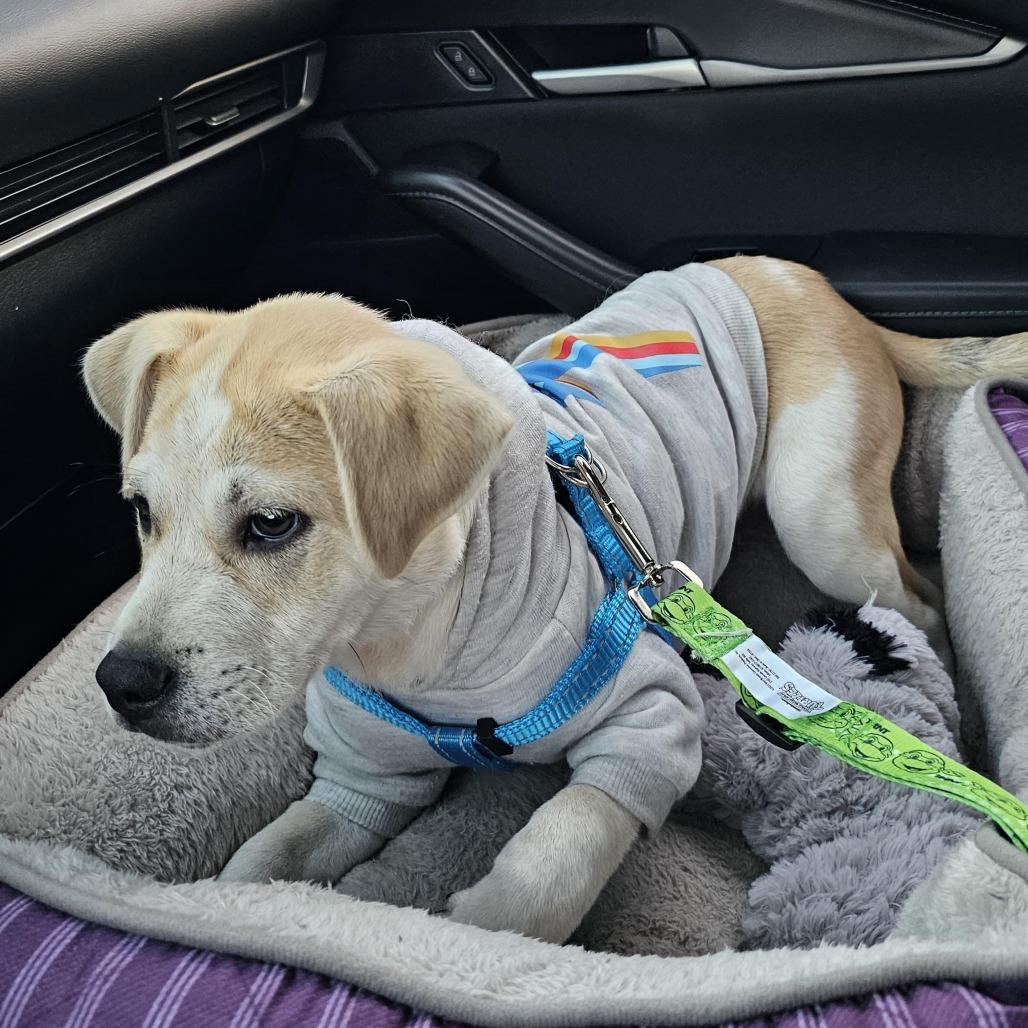 Nicholas, Adoptable, Puppy Male Labrador Retriever & Australian Shepherd.