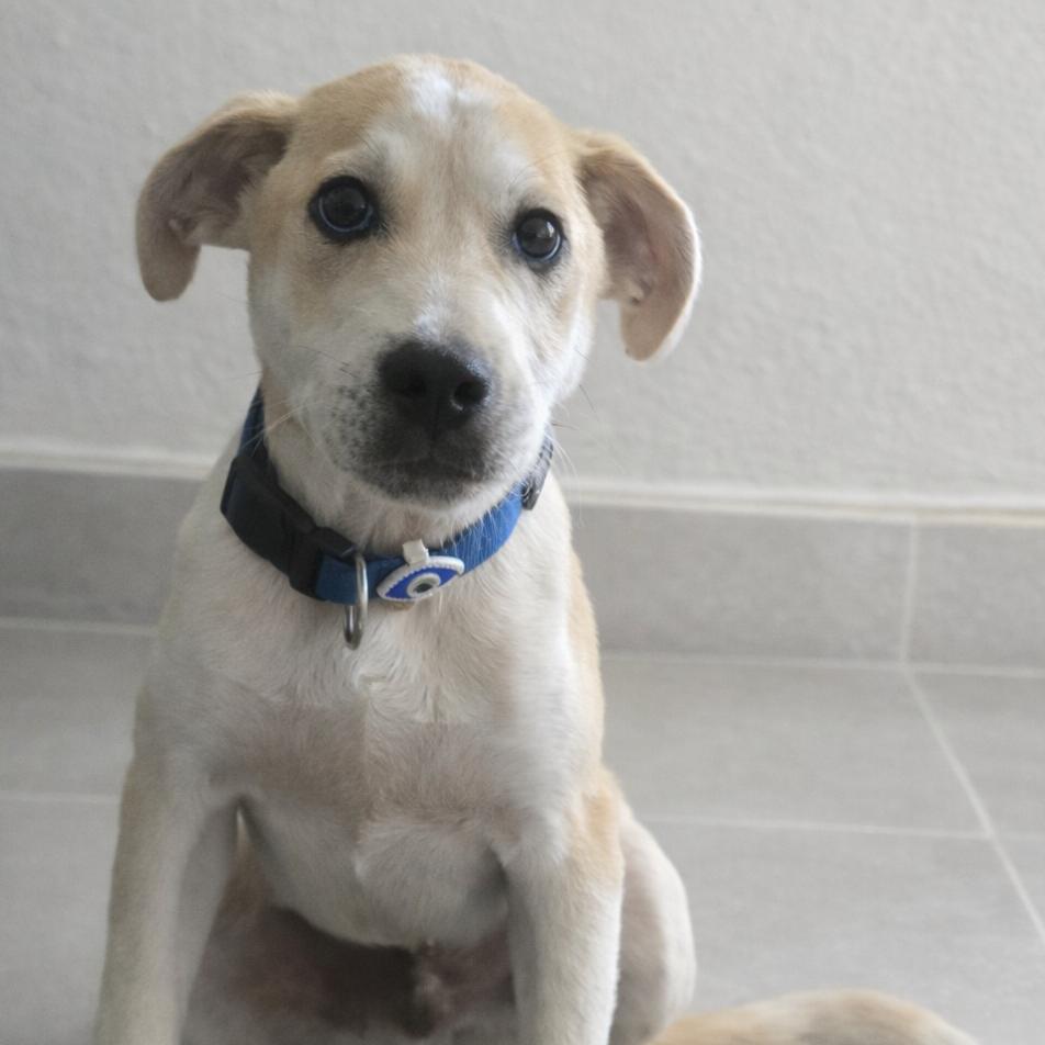 Enlarge Nicholas, a Adoptable mixed breed in Kissimmee, FL image 2/2