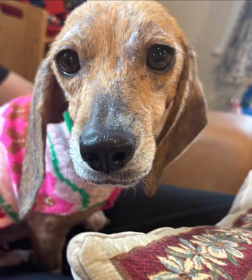 Stella (Skye), ADOPTABLE, Adult Female Beagle.