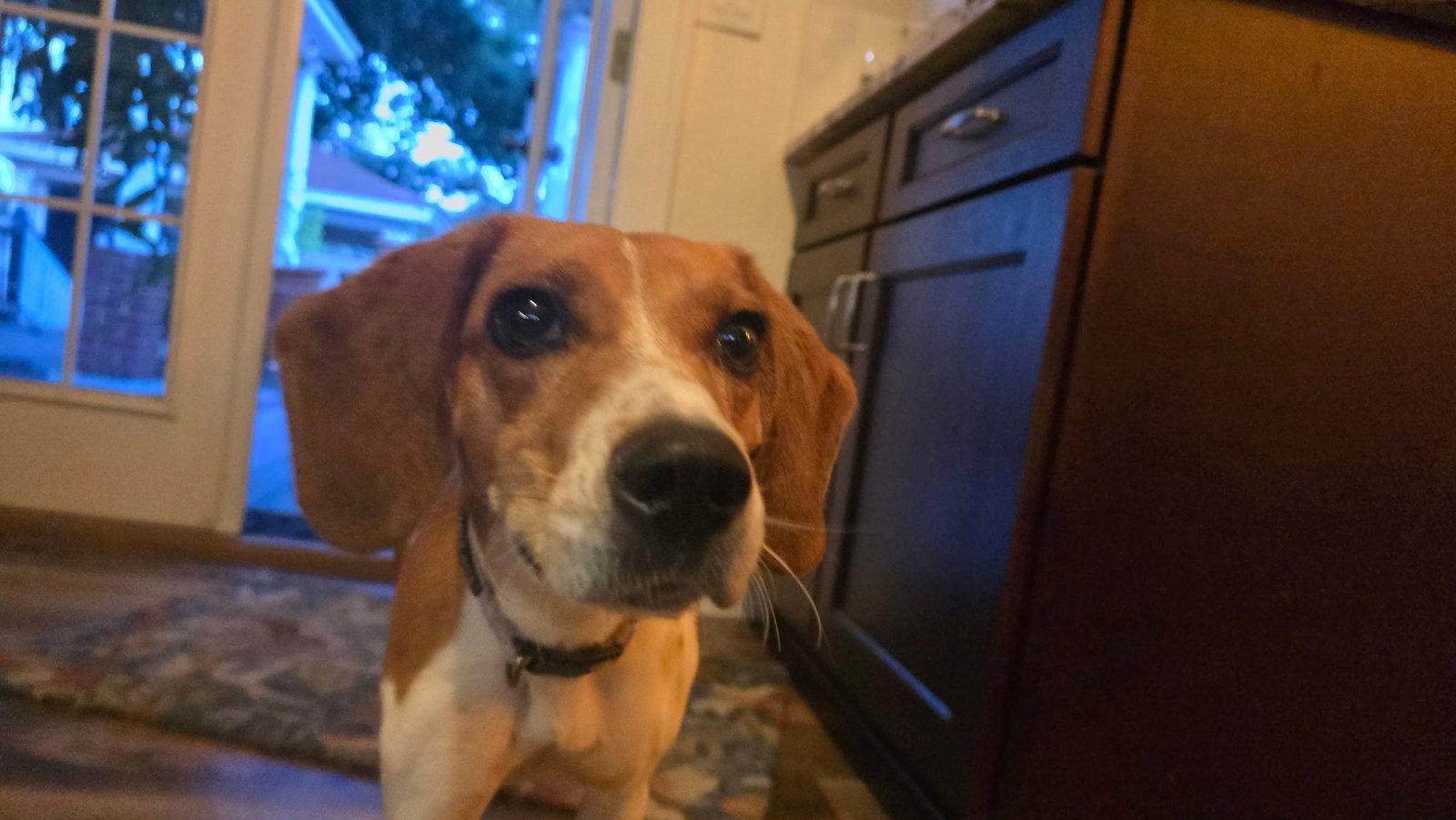 Canela, Adoptable, Adult Female Beagle & Parson Russell Terrier.