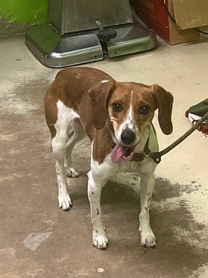 Enlarge Canela, a Adoptable mixed breed in Tampa, FL image 2/2