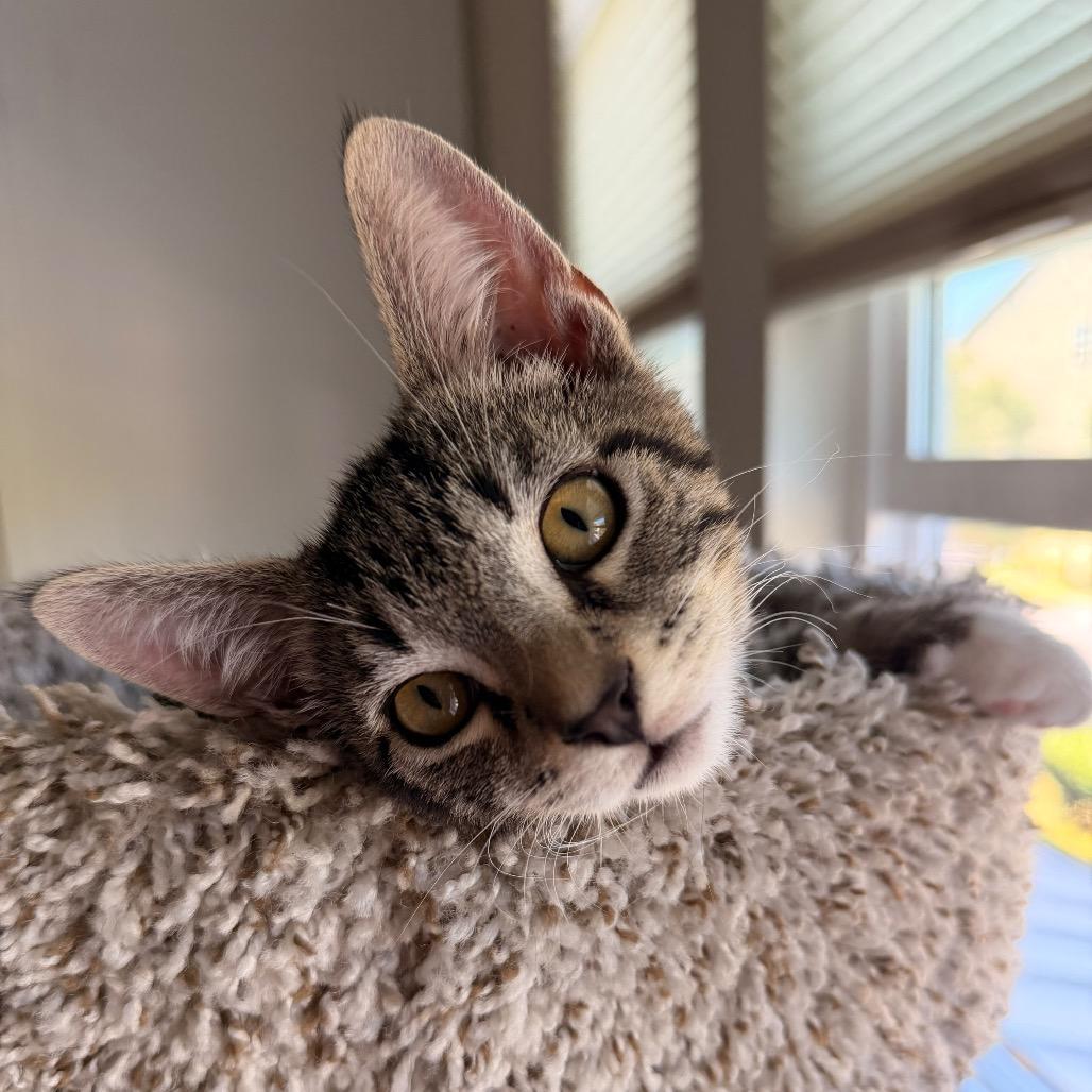 Princess, Adoptable, Kitten Male Domestic Short Hair.