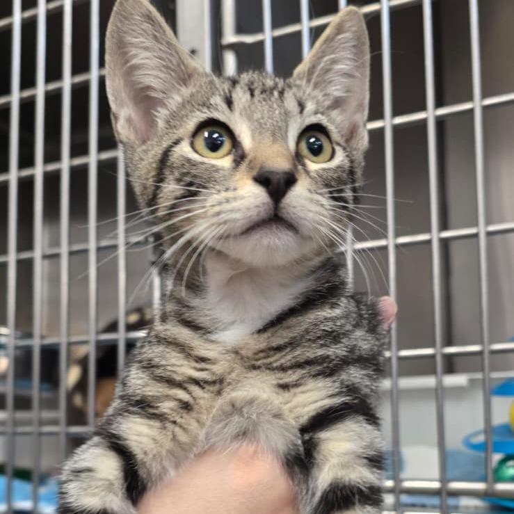 Enlarge Princess, a Adoptable Domestic Short Hair in Morgan Hill, CA image 2/2