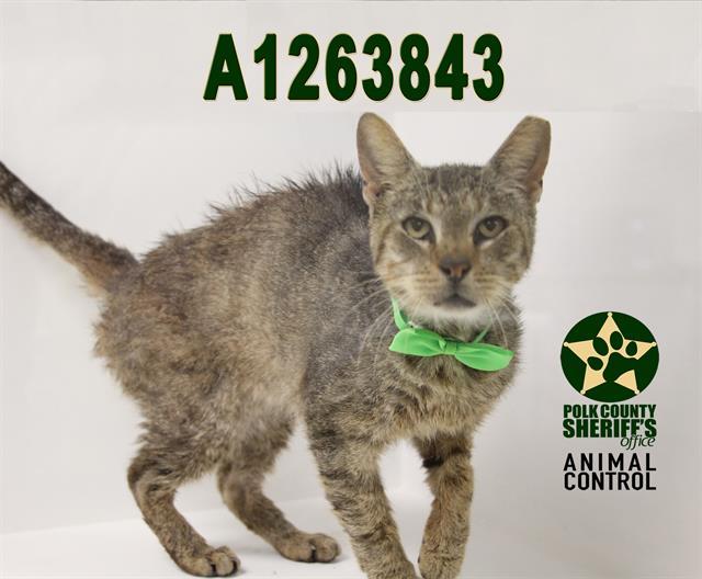 Enlarge MISTER, a Adoptable Domestic Short Hair in Winter Haven, FL image 1/1