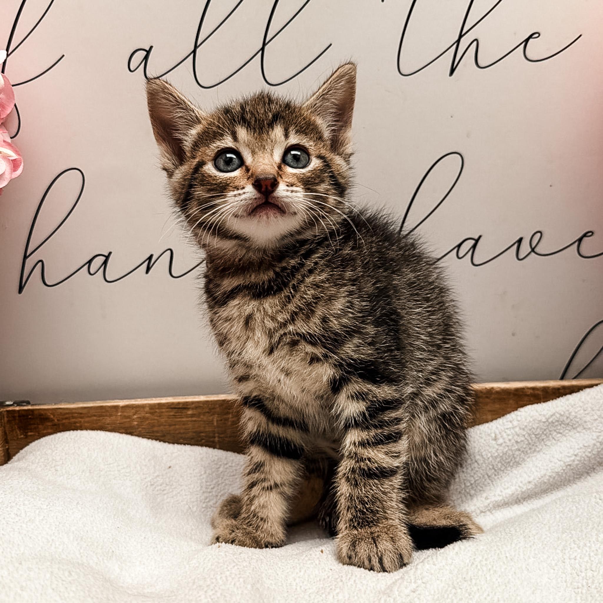 Enlarge Bell, a Adoptable mixed breed in Newberg, OR image 1/1