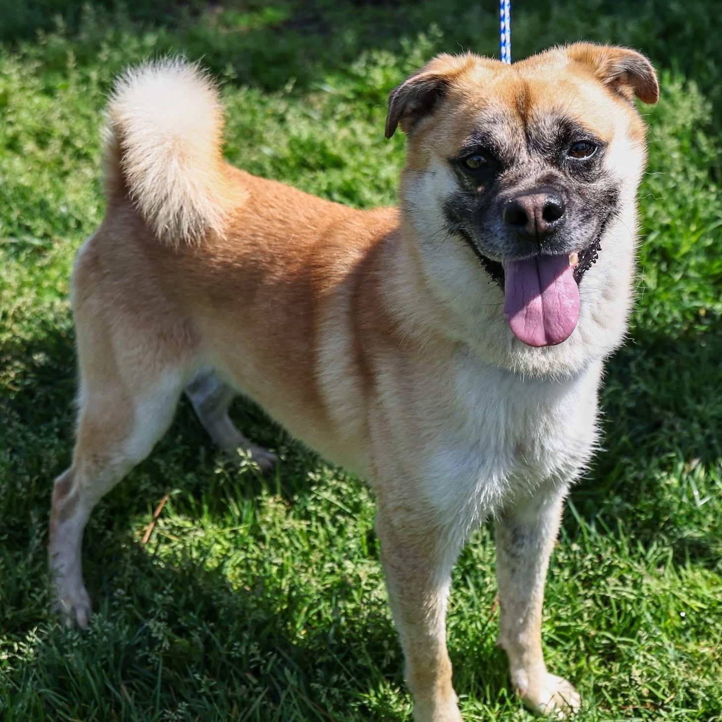 Wassups, adoptable, Adult Male Chow Chow.