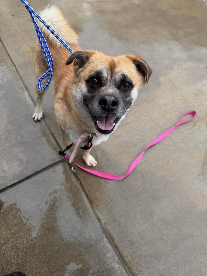 Wassups, ADOPTABLE, Adult Male Chow Chow.