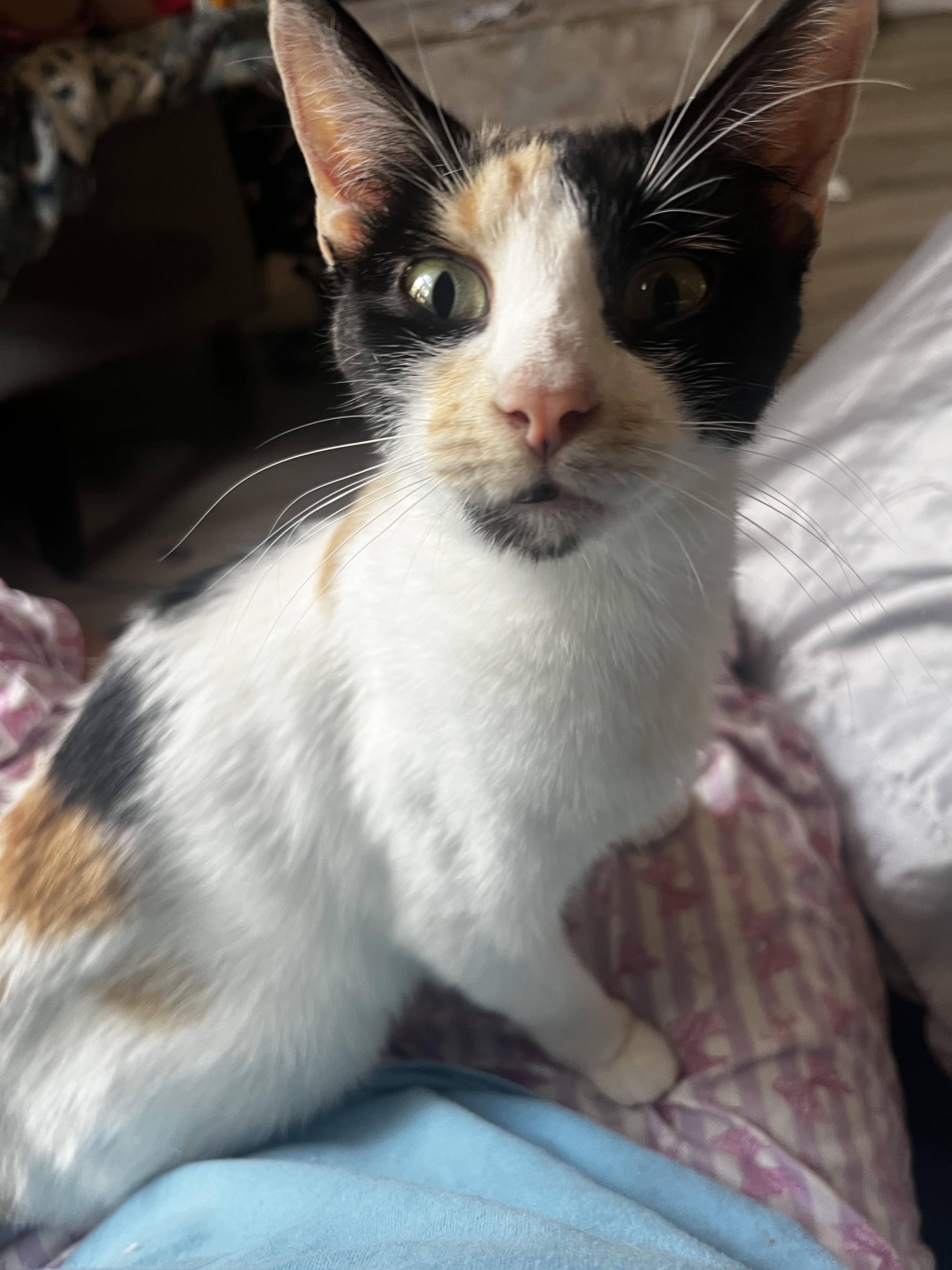 Miragold , ADOPTABLE, Young Female Domestic Short Hair.