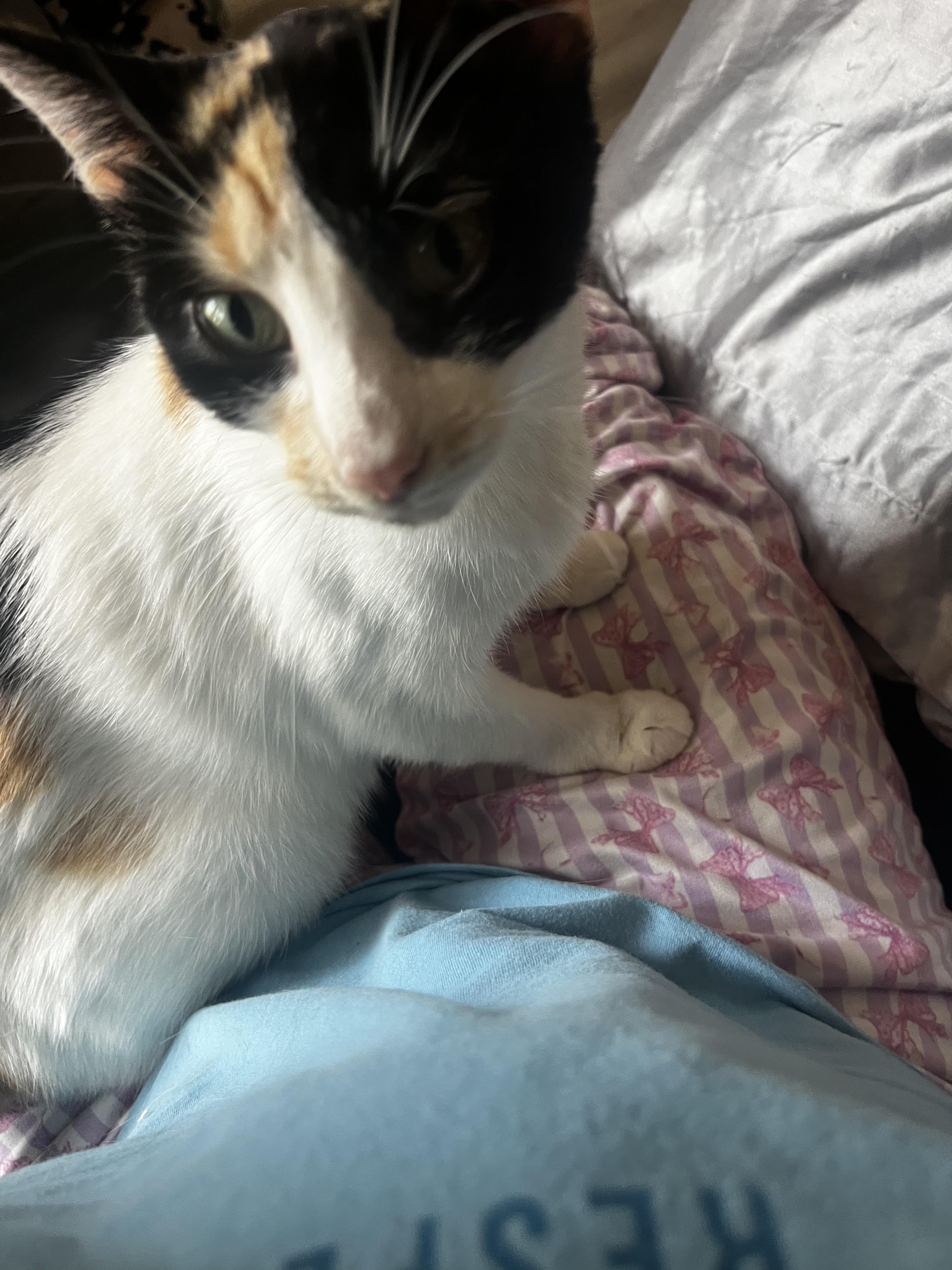 Miragold , a ADOPTABLE Domestic Short Hair in Mount Pleasant, TX image 2/3