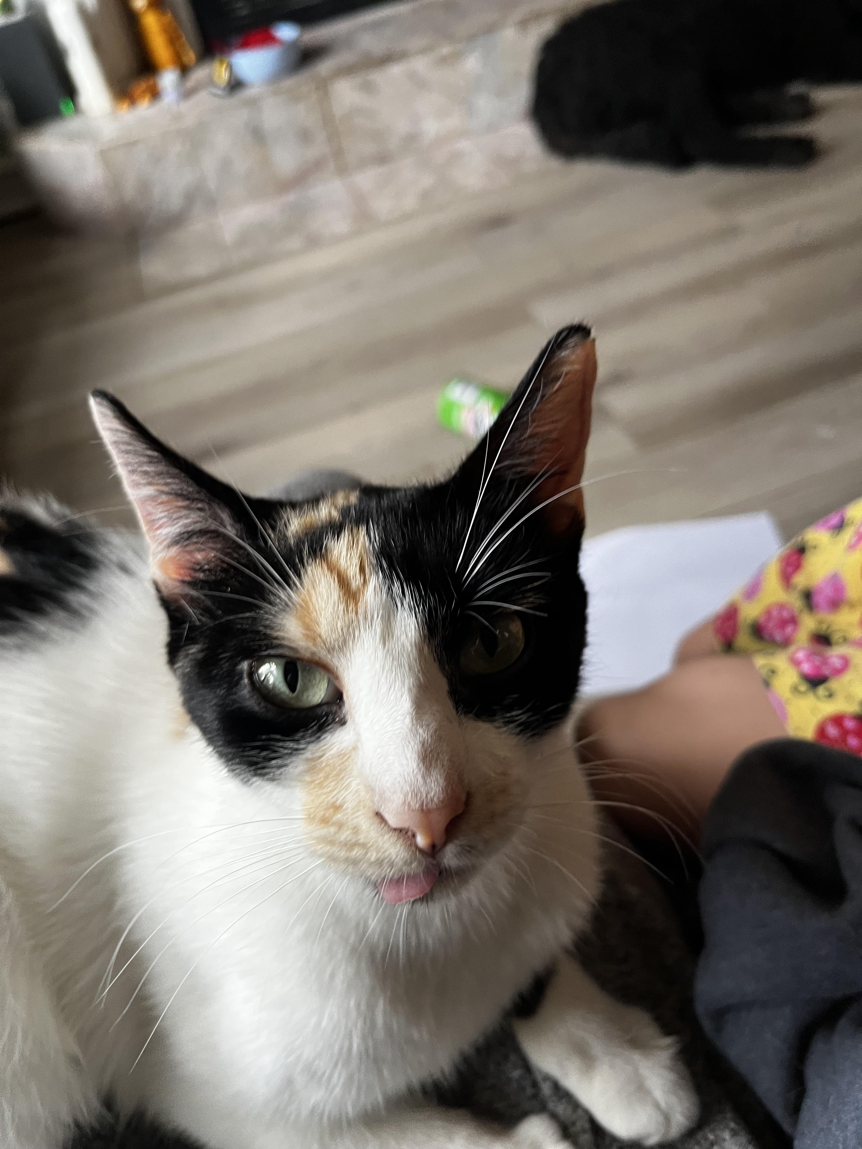 Miragold , a ADOPTABLE Domestic Short Hair in Mount Pleasant, TX image 3/3