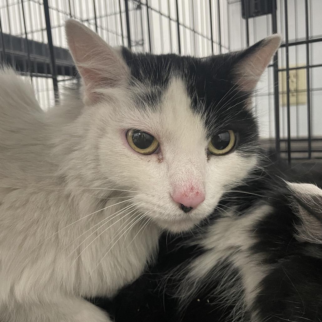 Petunia, a Adoptable Domestic Long Hair in Las Vegas, NV image 2/2