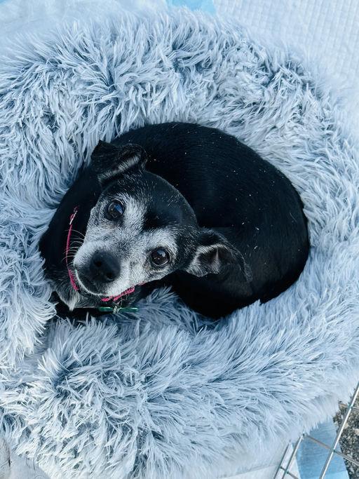 Marc Anthony, an adoptable Chihuahua in Los Angeles, CA image 2/6