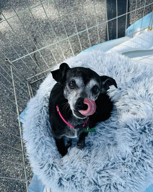 Marc Anthony, an adoptable Chihuahua in Los Angeles, CA image 6/6