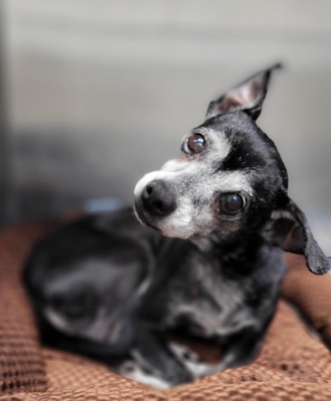 Marc Anthony, adoptable, Senior Male Chihuahua.