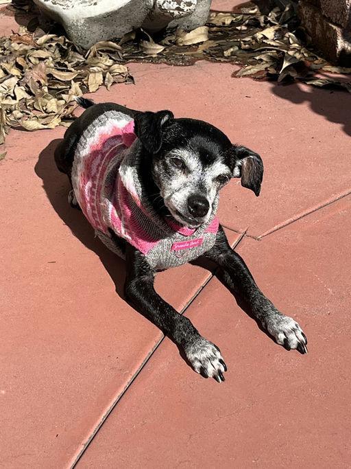 Enlarge Marc Anthony, an adoptable Chihuahua in Los Angeles, CA image 4/5