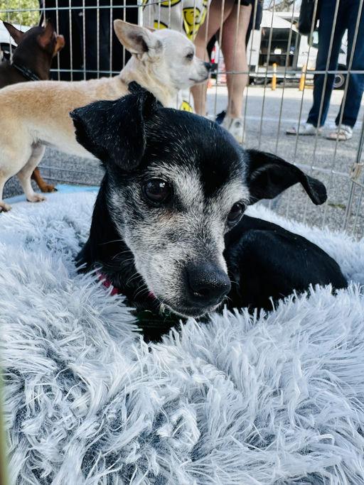 Marc Anthony, an adoptable Chihuahua in Los Angeles, CA image 5/6