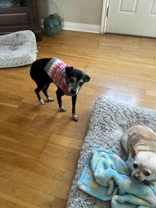 Enlarge Marc Anthony, an adoptable Chihuahua in Los Angeles, CA image 3/5