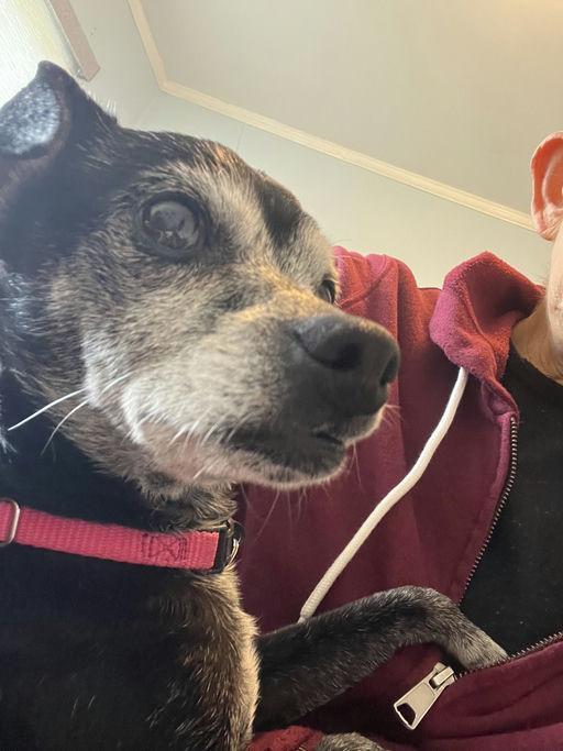 Enlarge Marc Anthony, an adoptable Chihuahua in Los Angeles, CA image 5/5