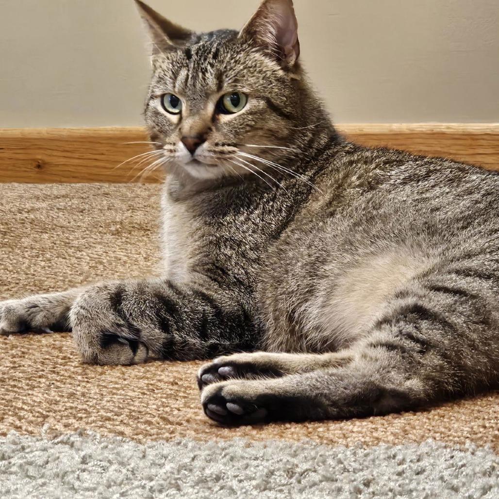 Enlarge Boop C10081, a Adoptable mixed breed in Princeton, MN image 1/6