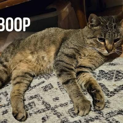 Enlarge Boop C10081, a Adoptable mixed breed in Princeton, MN image 2/6