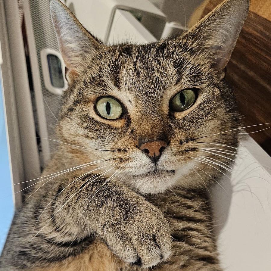 Enlarge Boop C10081, a Adoptable mixed breed in Princeton, MN image 3/6