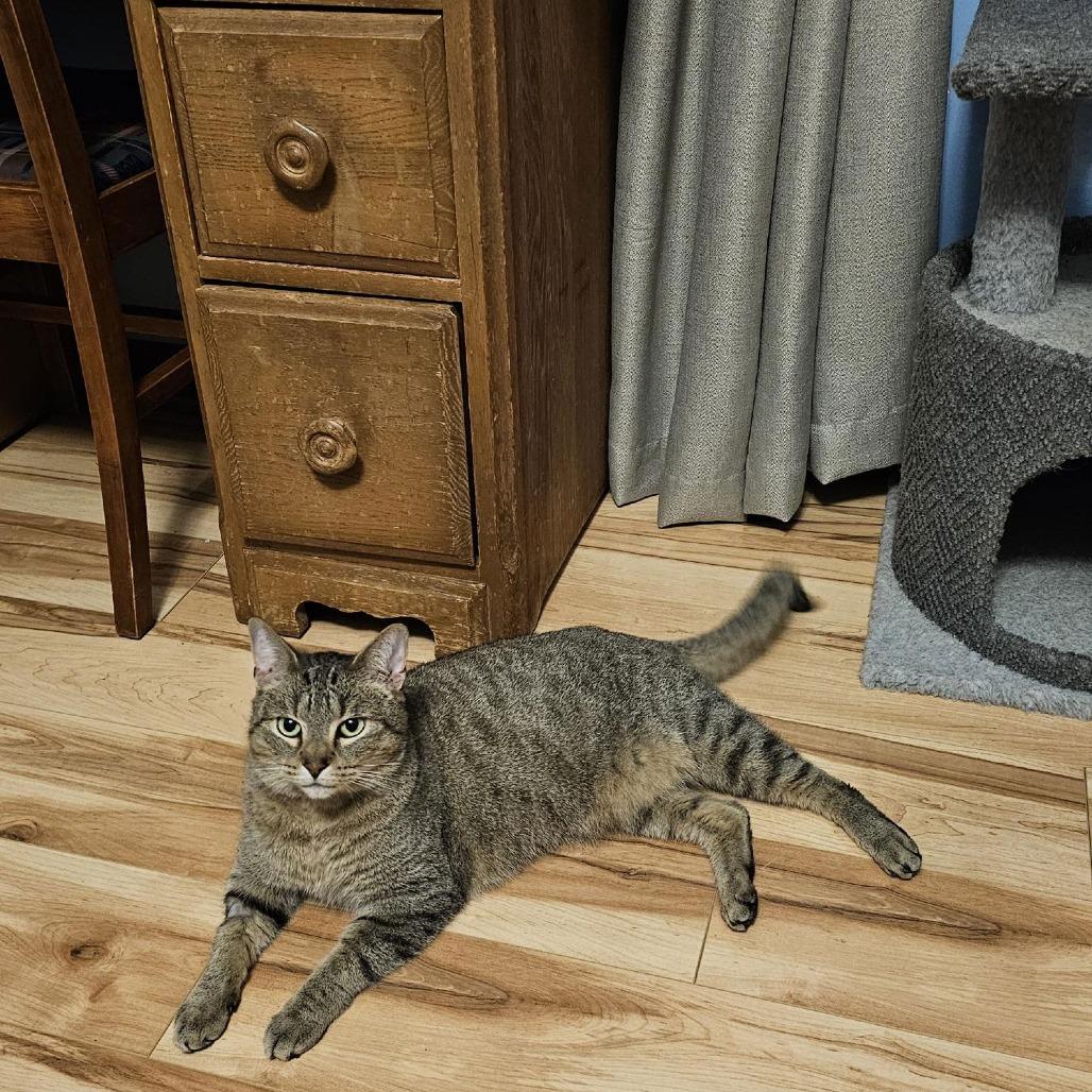 Enlarge Boop C10081, a Adoptable mixed breed in Princeton, MN image 4/6