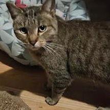 Enlarge Boop C10081, a Adoptable mixed breed in Princeton, MN image 5/6