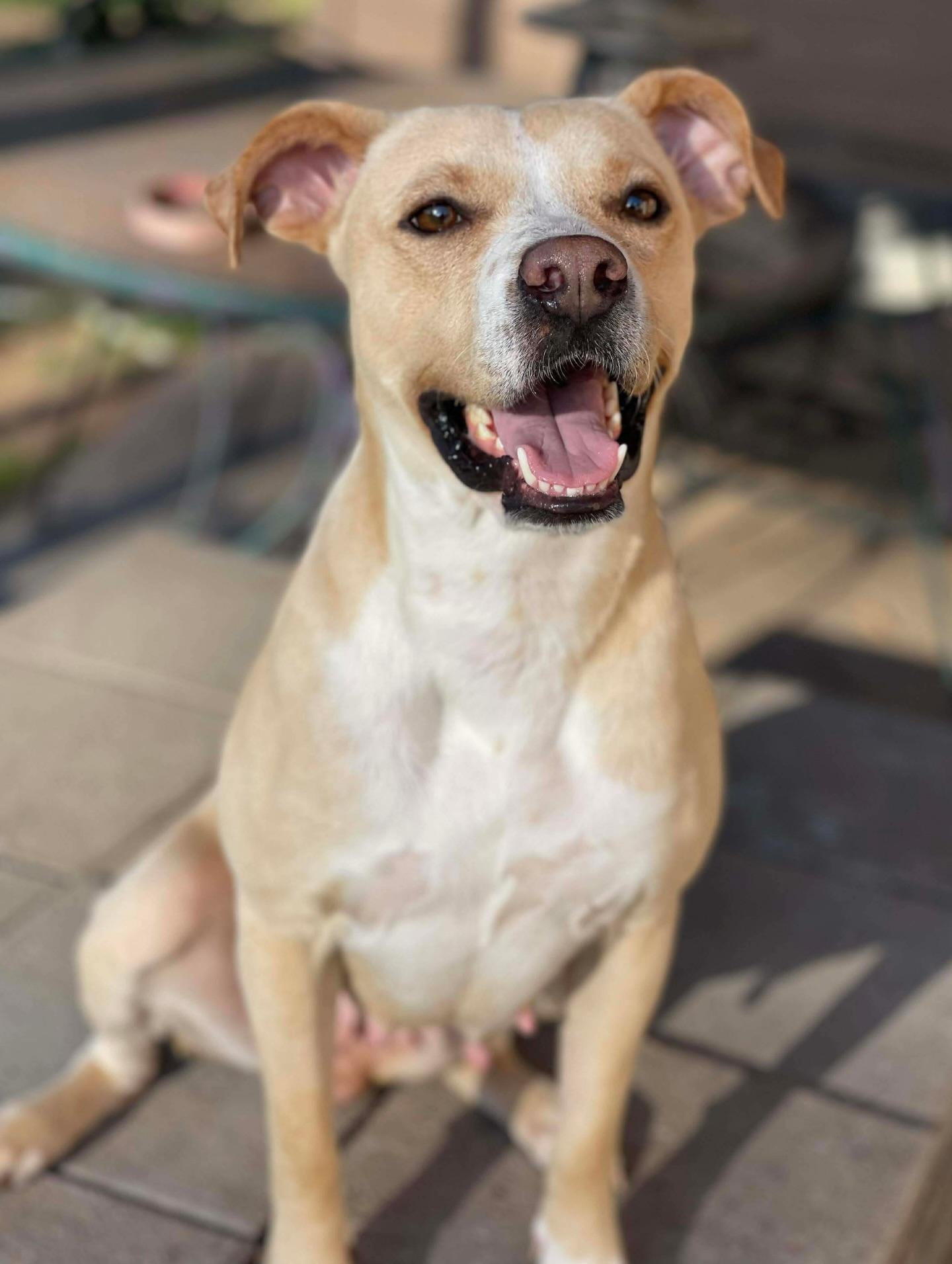 Enlarge Katy, a ADOPTABLE mixed breed in Salem, NH image 1/4