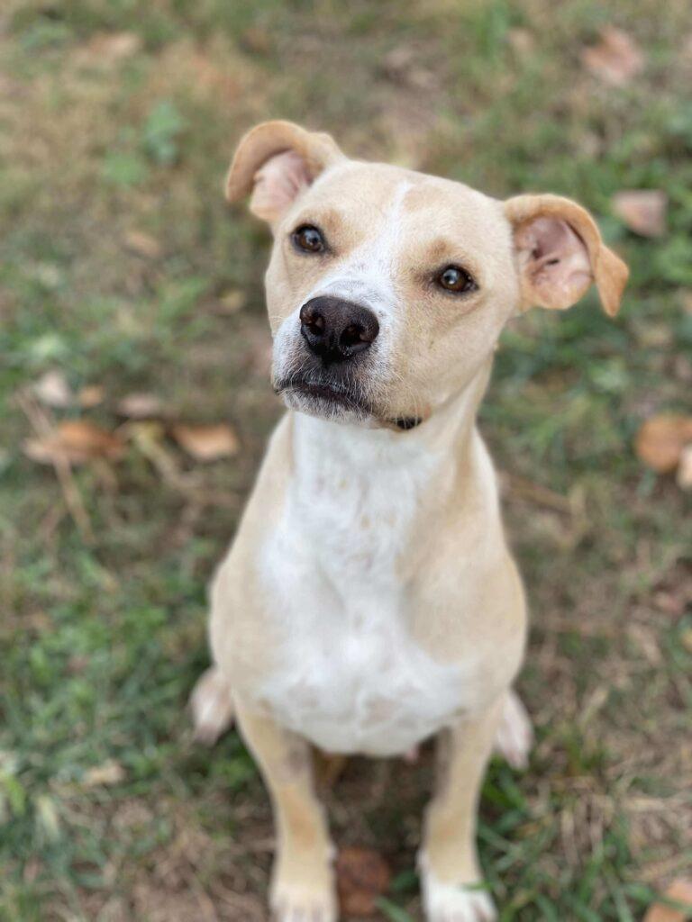 Enlarge Katy, a ADOPTABLE mixed breed in Salem, NH image 2/4