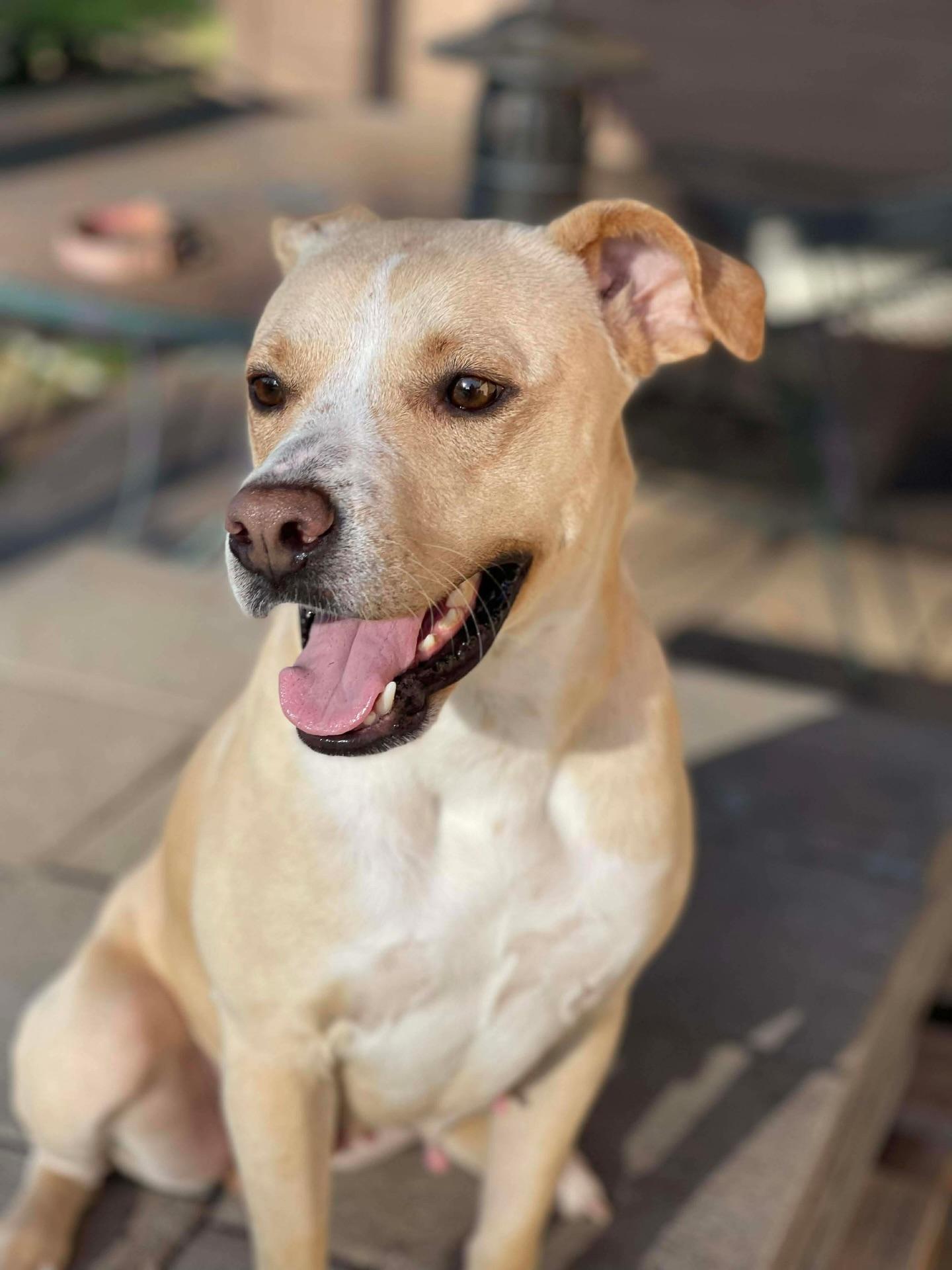 Enlarge Katy, a ADOPTABLE mixed breed in Salem, NH image 3/4