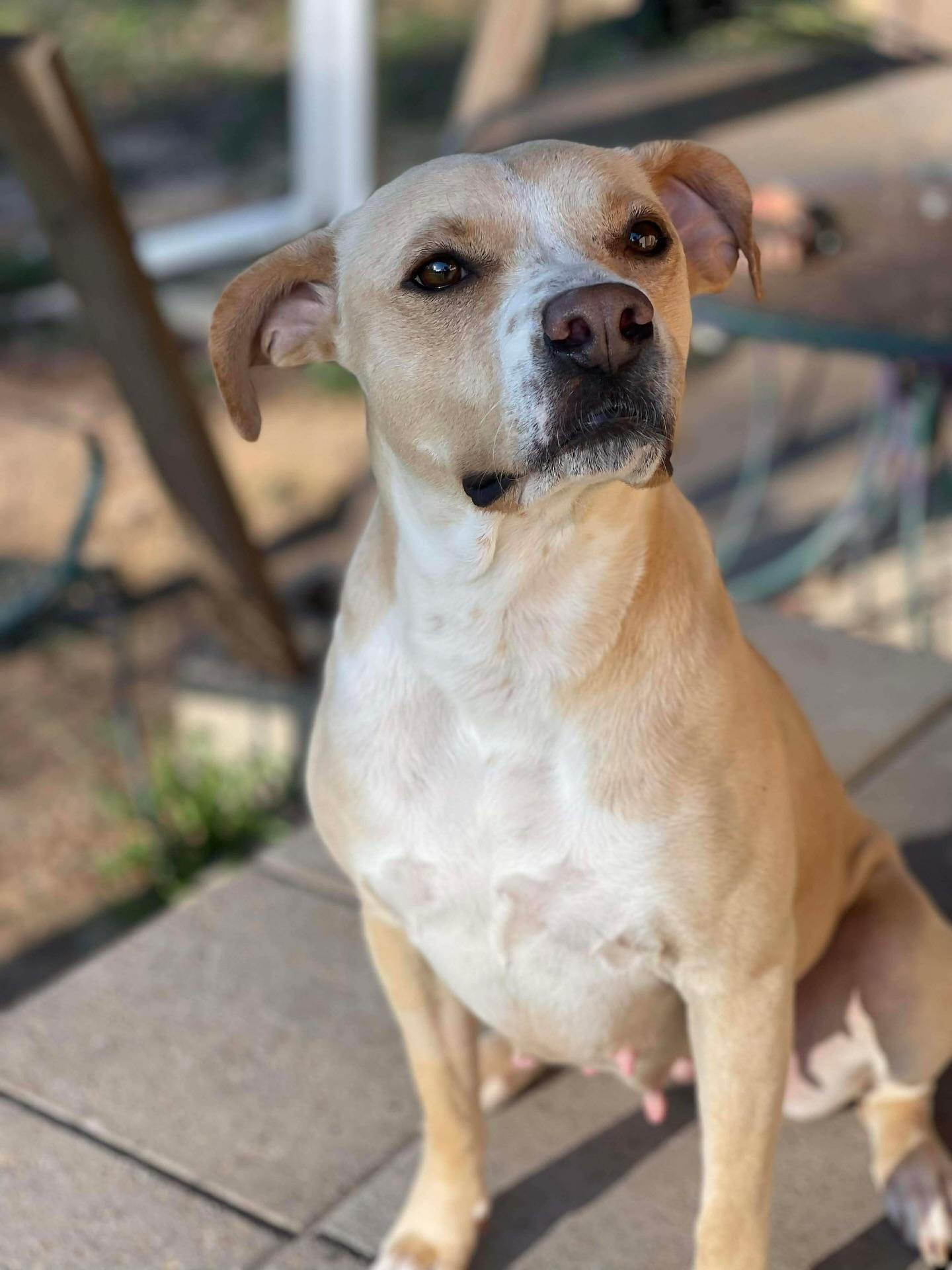 Enlarge Katy, a ADOPTABLE mixed breed in Salem, NH image 4/4