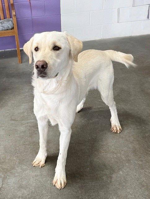 Enlarge **SAMUEL**, a Adoptable Yellow Labrador Retriever in North Prairie, WI image 1/3