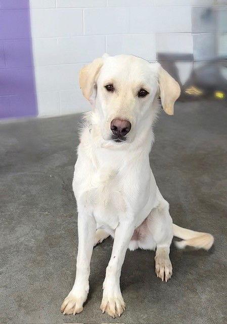 Enlarge **SAMUEL**, a Adoptable Yellow Labrador Retriever in North Prairie, WI image 2/3