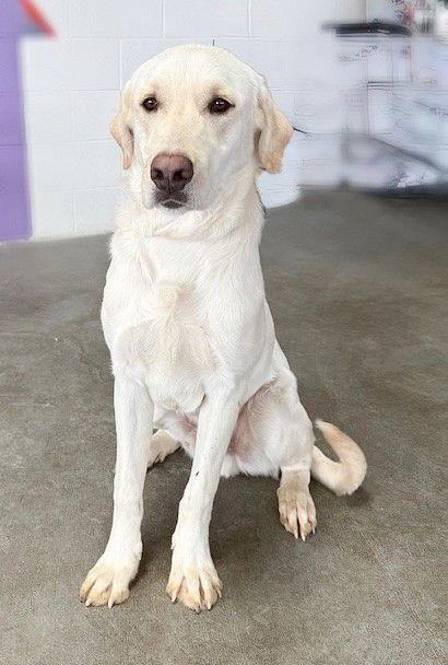 Enlarge **SAMUEL**, a Adoptable Yellow Labrador Retriever in North Prairie, WI image 3/3