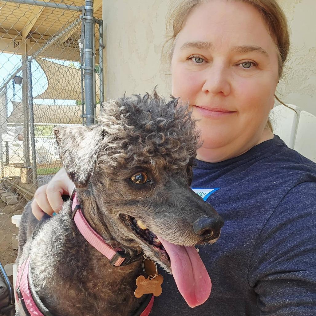 Noodles, Adoptable, Senior Female Miniature Poodle & Miniature Schnauzer.