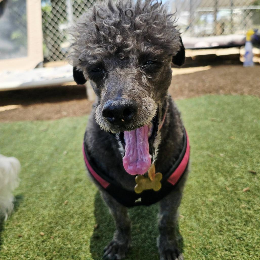 Enlarge Noodles, a Adoptable mixed breed in Ramona, CA image 3/5