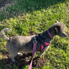 Enlarge Noodles, a Adoptable mixed breed in Ramona, CA image 4/5