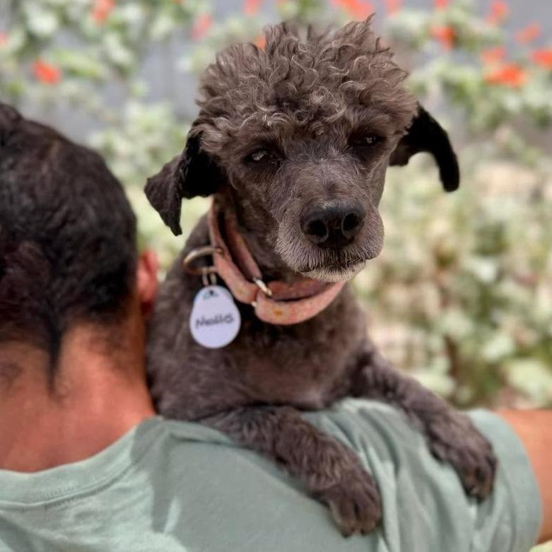Enlarge Noodles, a Adoptable mixed breed in Ramona, CA image 5/5