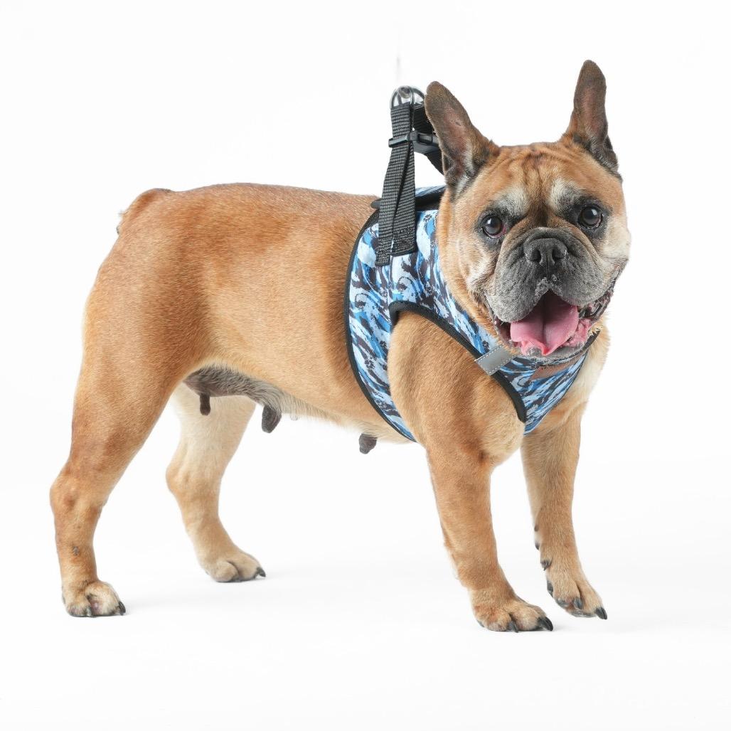 Activated 14136, Adoptable, Senior Female French Bulldog.