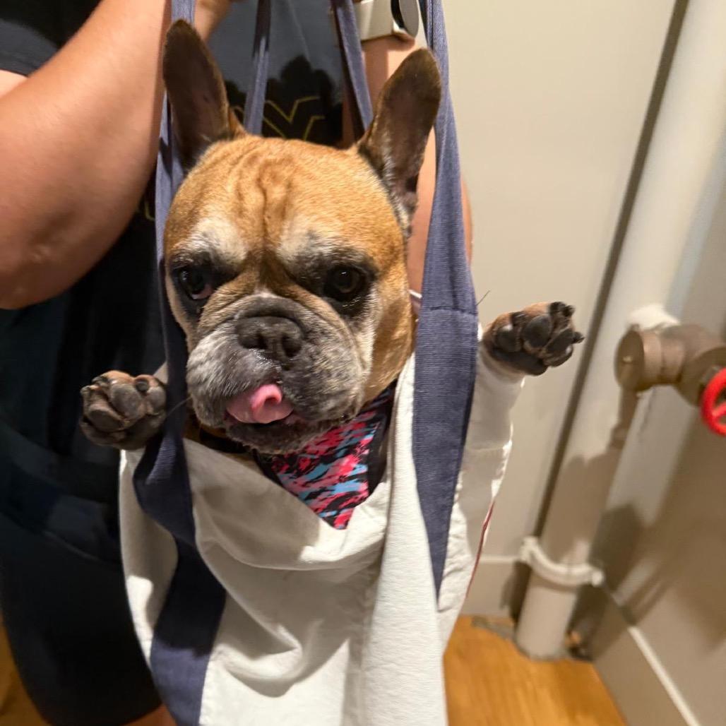 Enlarge Activated 14136, a Adoptable French Bulldog in San Francisco, CA image 2/6
