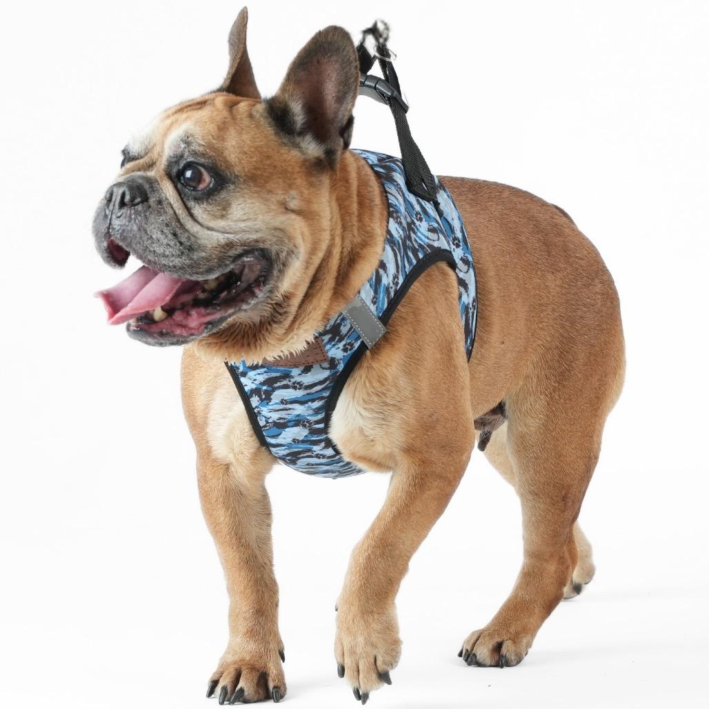 Enlarge Activated 14136, a Adoptable French Bulldog in San Francisco, CA image 3/6