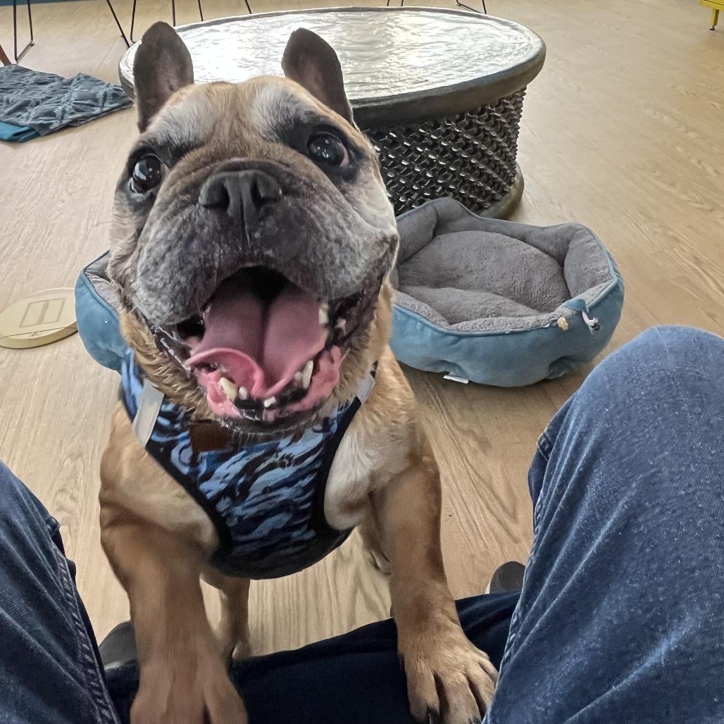 Enlarge Activated 14136, a Adoptable French Bulldog in San Francisco, CA image 4/6