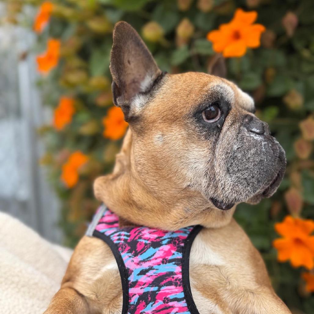 Enlarge Activated 14136, a Adoptable French Bulldog in San Francisco, CA image 5/6